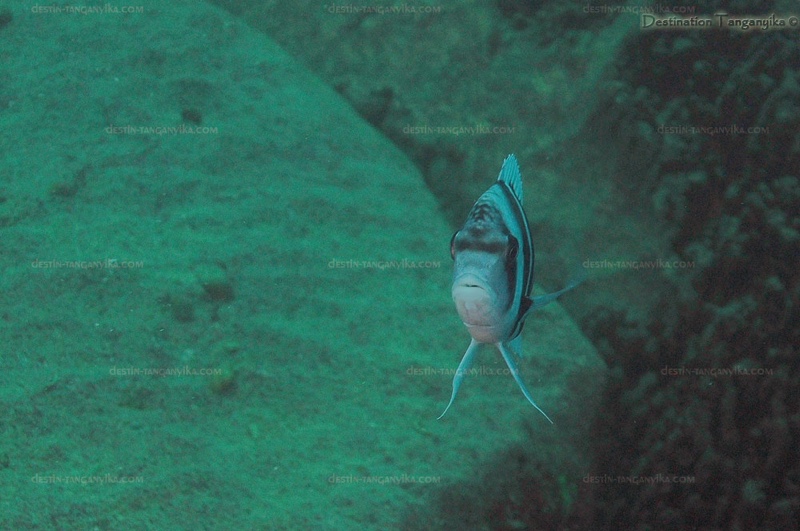 Cyphotilapia gibberosa 'Kerenge Island'